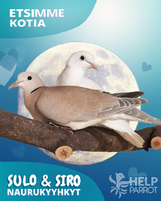 Siro ja Sulo :: Helpparrot ry